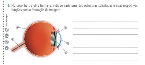 No Desenho Do Olho Humano Indique Cada Uma Das Estruturas Solicitadas