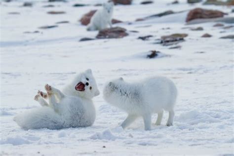 Our Top Arctic Fox Photos | Arctic Kingdom