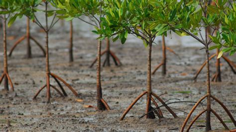 To Plant Or Not To Plant Stopping Malpractices In Using Mangroves To