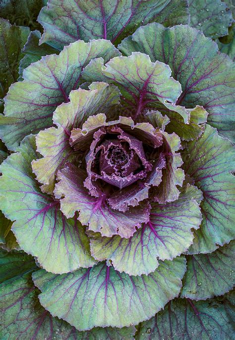 "Ornamental Cabbage" by Stocksy Contributor "ALAN SHAPIRO" - Stocksy