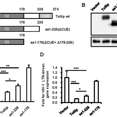 Tollip Inhibits Nf κb Activation A B Tollip Overexpression Inhibits Download Scientific