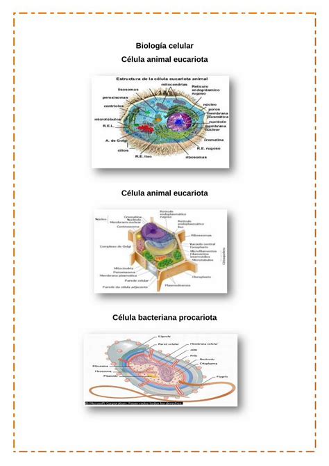 Pdf Biolog A Celular Partes De La Celula Dokumen Tips