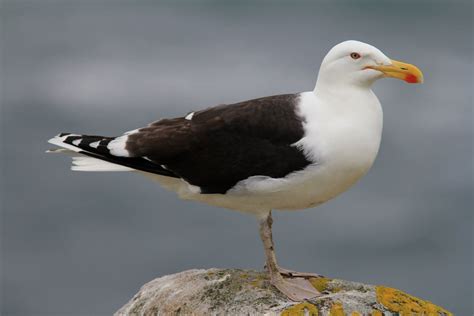 limerick-birder.blog: Saltee Islands. | British wildlife, Seagull, Sea ...