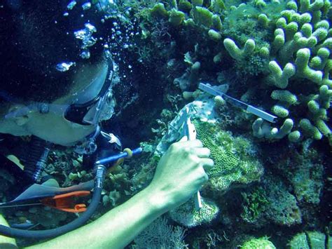 Amenazas De Los Arrecifes Coralinos Colombia Verde