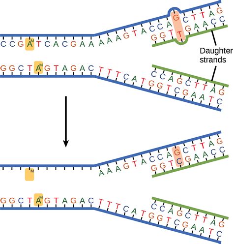 Biology 2e Genetics DNA Structure And Function DNA Repair OpenEd CUNY