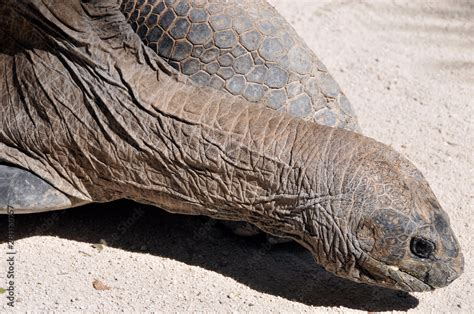 The Galapagos tortoise or Galapagos giant tortoise is the largest ...