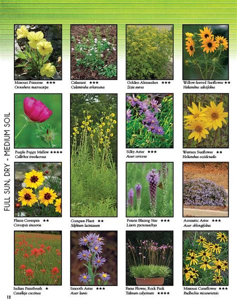 Photo Gallery Missouri Wildflowers Nursery In Missouri Native