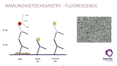 Talk Introduction To Opal Multiplex Immunohistochemistry Youtube