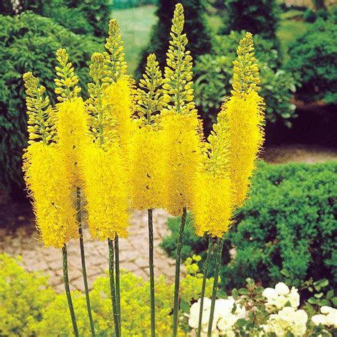 Brighten Your Cottage Garden with Foxtail Lily Sunbeam
