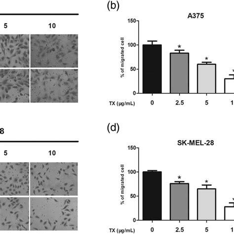 Tx Inhibits Melanoma Cell Migration And Invasion A375 And Sk Mel 28