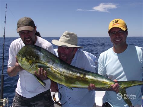 Yellowtail Amberjack Fishing in San Carlos - FishingBooker