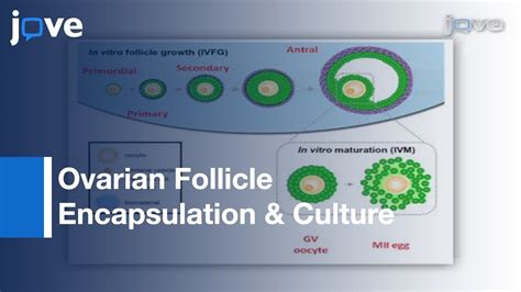 Ovarian Follicle Encapsulation Culture In Proteolytically Degradable