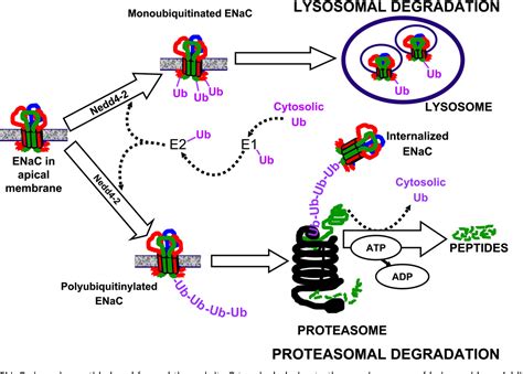 Figure 1 From Regulation Of Epithelial Sodium Channel Trafficking By