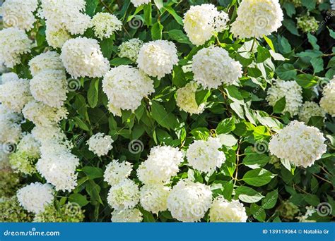 White hortensia bush stock photo. Image of plant, flora - 139119064