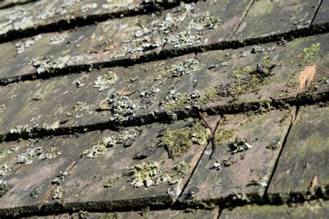 Cedar Shingles 2 How To Clean And Restore Them Herbidacious