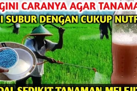 Bongkar Rahasia Cara Membuat Pupuk Organik Cair Dari Air Cucian Beras