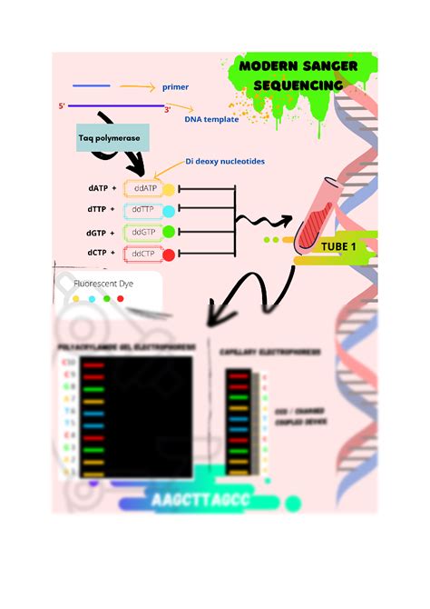 Solution Maxam Gilbert Sequencing And Modern Sanger Sequencing