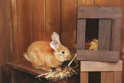 Cómo Enseñar a Mi Conejo Dónde Hacer sus Necesidades