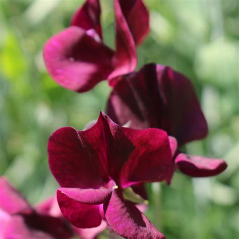 Arvejilla Almost Black Lathyrus Odoratus Almost Black