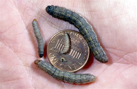 Cutworm Larvae