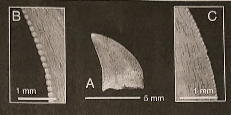 The Judith River Formation Tooth Id Faunal List And Localities Questions And Answers The