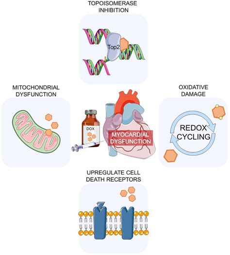 Frontiers Cardiotoxicity Of Anti Cancer Drugs Cellular Mechanisms