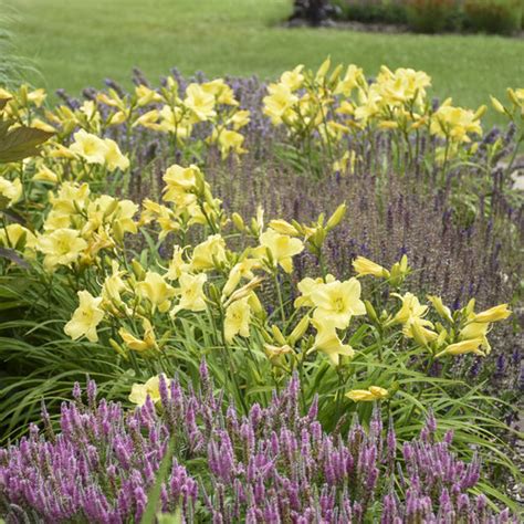 Rainbow Rhythm® Going Bananas Daylily Hemerocallis Hybrid