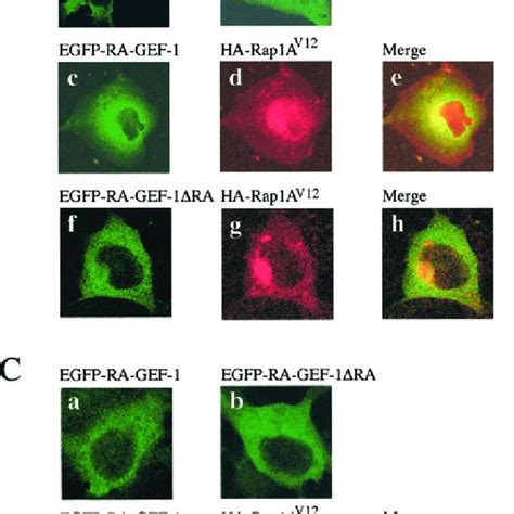 Ra Gef Colocalizes With Rap A In The Perinuclear Region A Cos