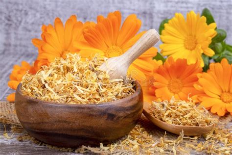 Fresh And Dried Calendula Officinalis Herbal Flowers Stock Photo