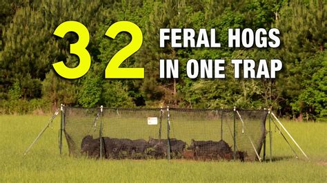 Feral Hogs In One Trap Pig Brig Review Youtube