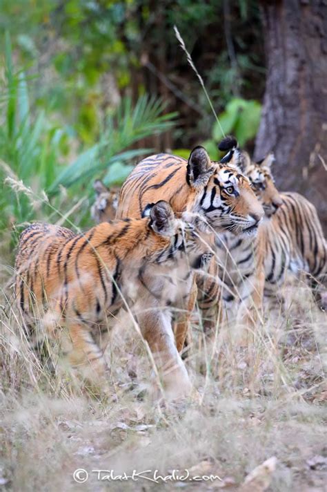 Bandhavgarh Archives - Talat Khalid