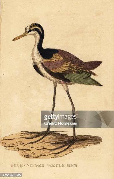 Jacana Bird Photos And Premium High Res Pictures Getty Images