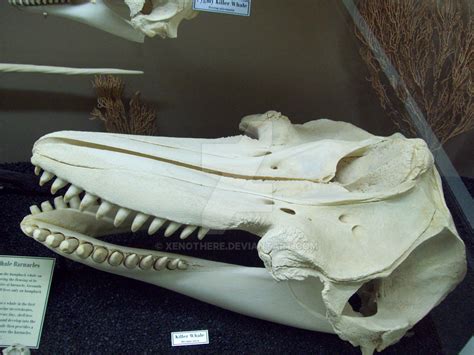 MOO Killer Whale Skull by Xenothere on DeviantArt