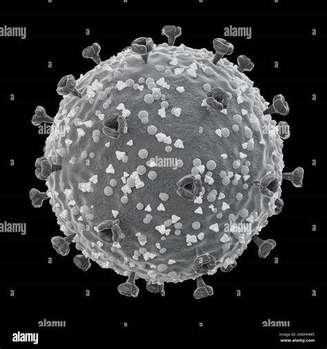 Envelope Glycoprotein Hi Res Stock Photography And Images Alamy