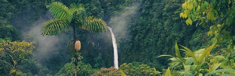 Rainforest Tours In Costa Rica Jungle Treks And Excursions Evaneos