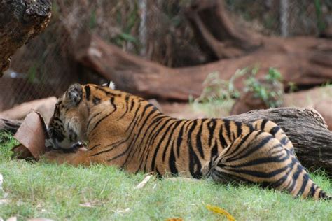 Banco De Imagens Natureza Grama Região Selvagem Animal Animais