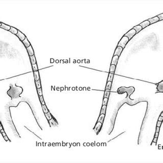 Series Of Schematic Diagrams Depicting The Morphological Events During