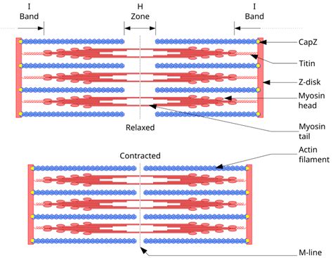 Draw A Labeled Diagram Of A Sarcomere