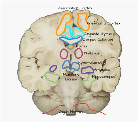 Mamillary Bodies On Cadaver Hd Png Download Transparent Png Image