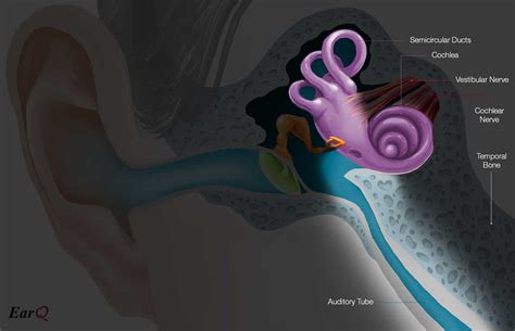 Inside Ear Anatomy