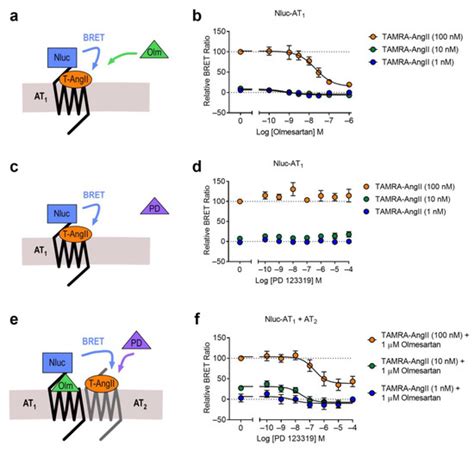 Ijms Free Full Text Investigation Of Receptor Heteromers Using Nanobret Ligand Binding