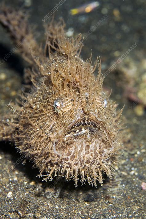 Hairy Frogfish Antennarius Hispidus Stock Image Z6051609