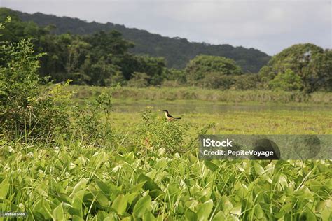 Violaceous Trogon Kawroura National Nature Reserve French Guiana Stock