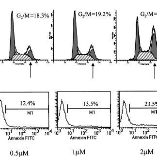 Effect Of Ato On The Cell Cycle And Apoptosis Of Rpmi Cells A