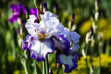 Iris Blume Pflanze Lila Kostenloses Foto Auf Pixabay