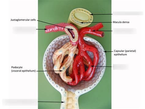 Nephron Diagram Quizlet