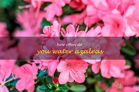 The Essential Guide To Watering Azaleas: How Often Should You Do It ...