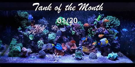 Tank Of The Month Totm January Ghl International