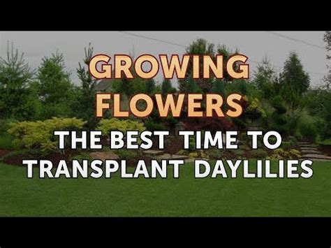 The Best Time To Transplant Daylilies YouTube