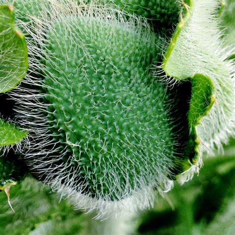 Papaver Orientale Brilliant Oriental Poppy Brilliant Uploaded By